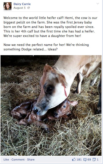 dairycarrie-calf-naming